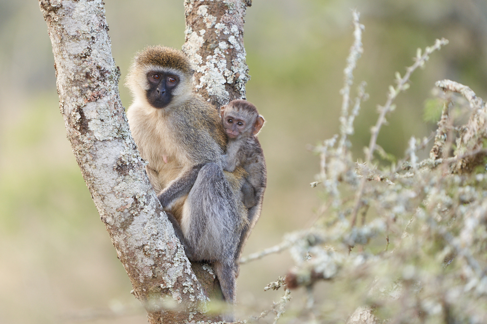 Mama Grünmeerkatze passt auf