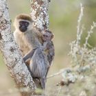 Mama Grünmeerkatze passt auf