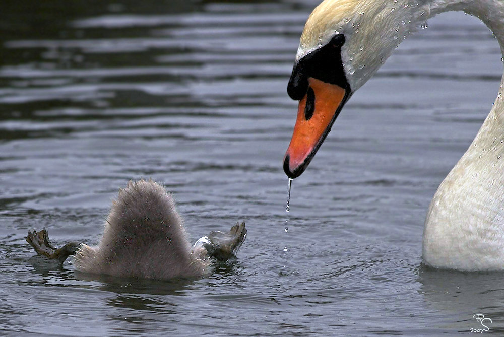 Mama, guck...,