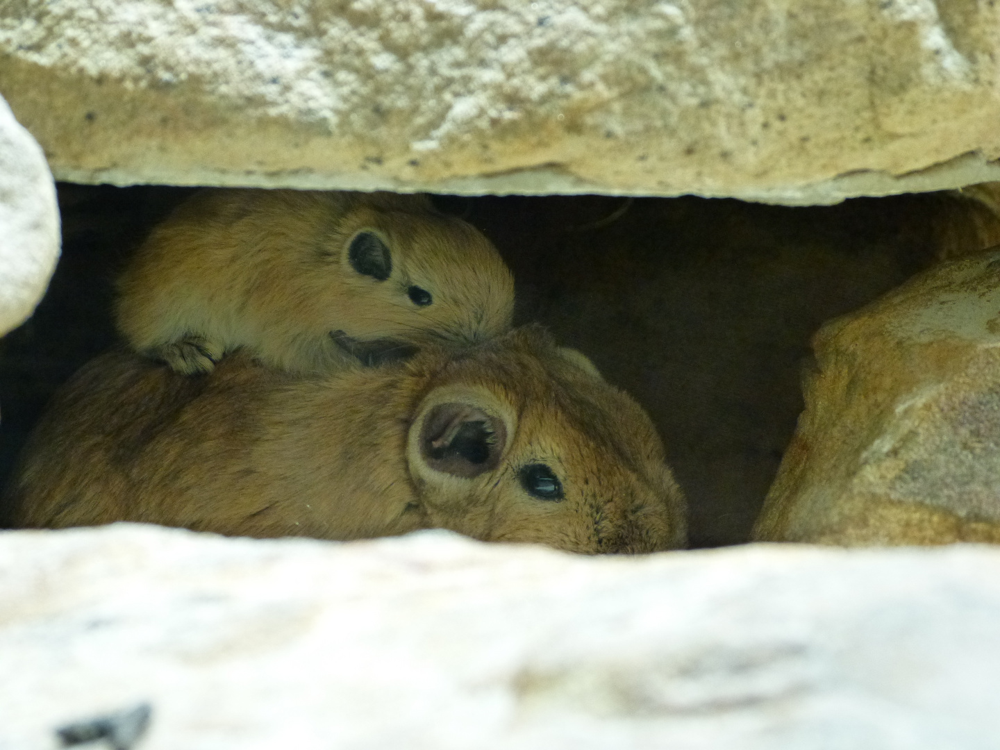 Mama Gundi mit Kind