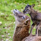 Mama, hab dich lieb!