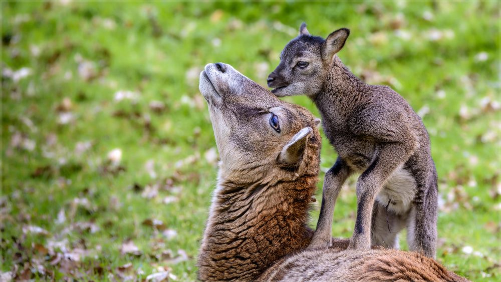 Mama, hab dich lieb!