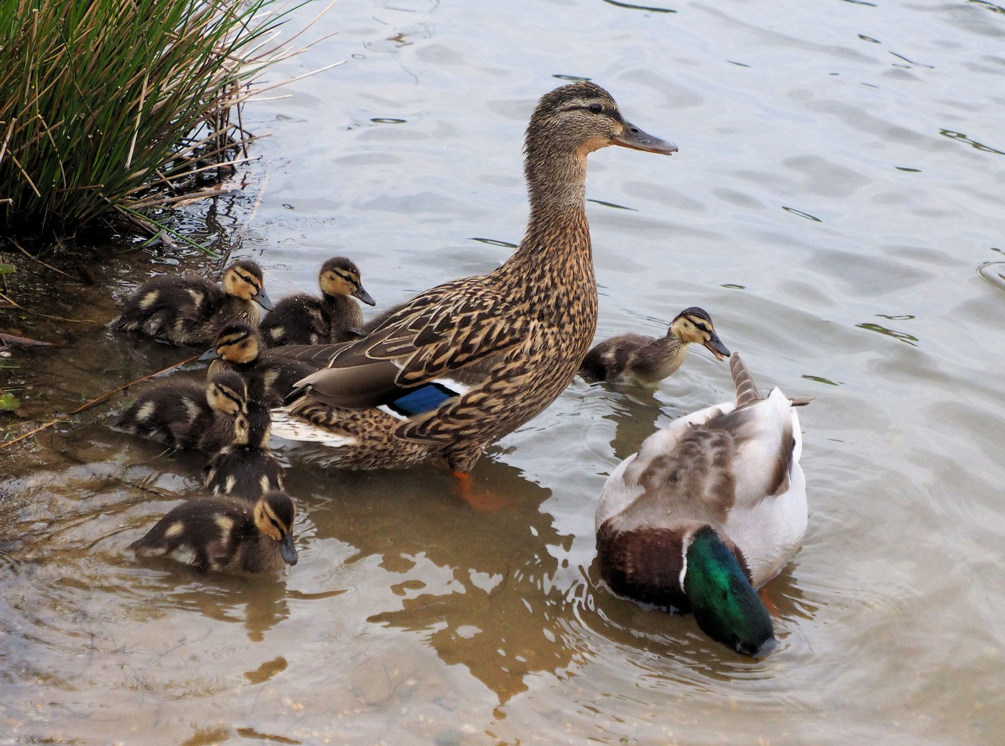 Mama hält Wache…