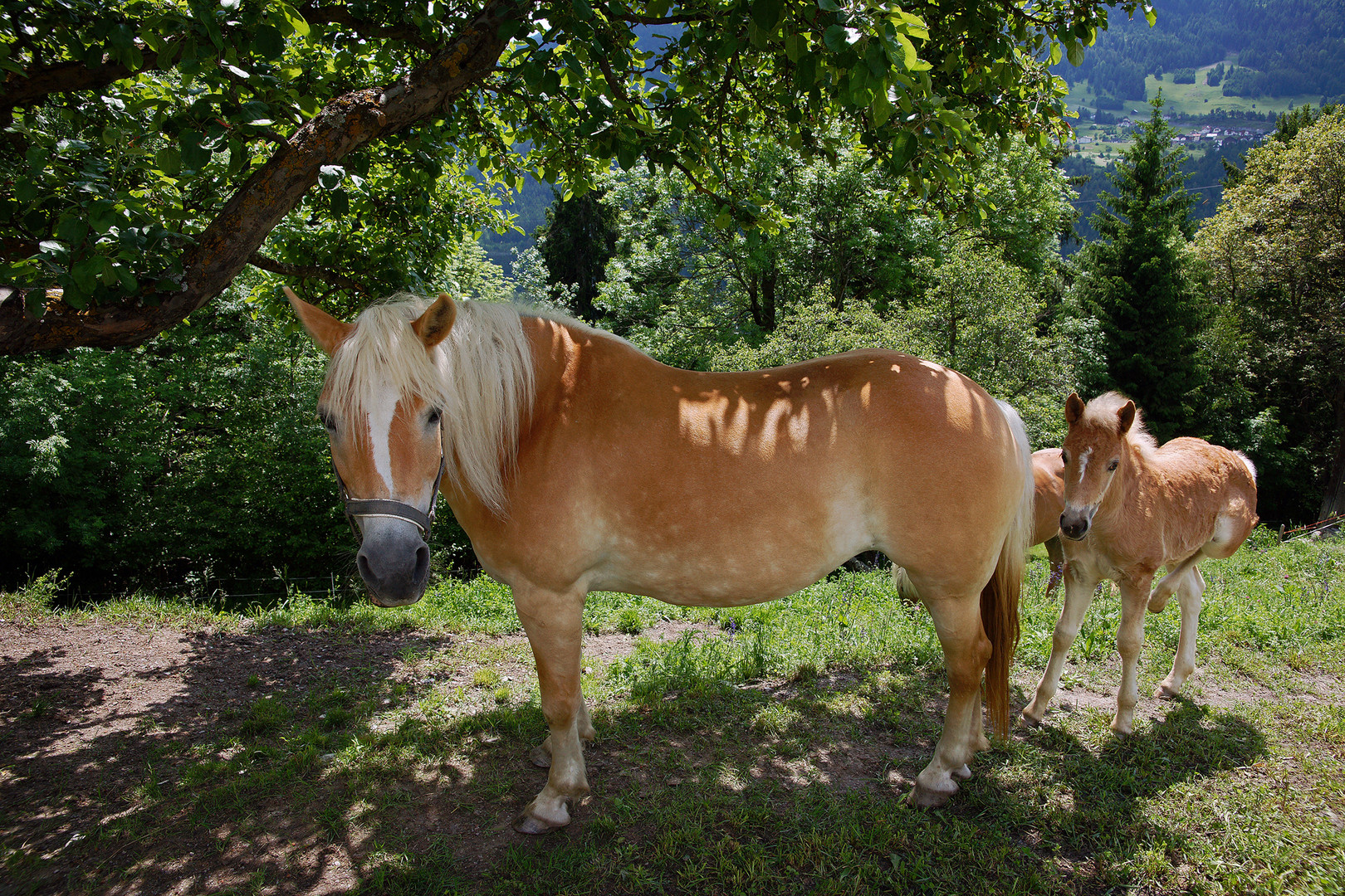 Mama Haflinger.....