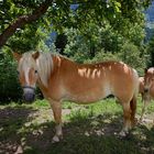 Mama Haflinger.....