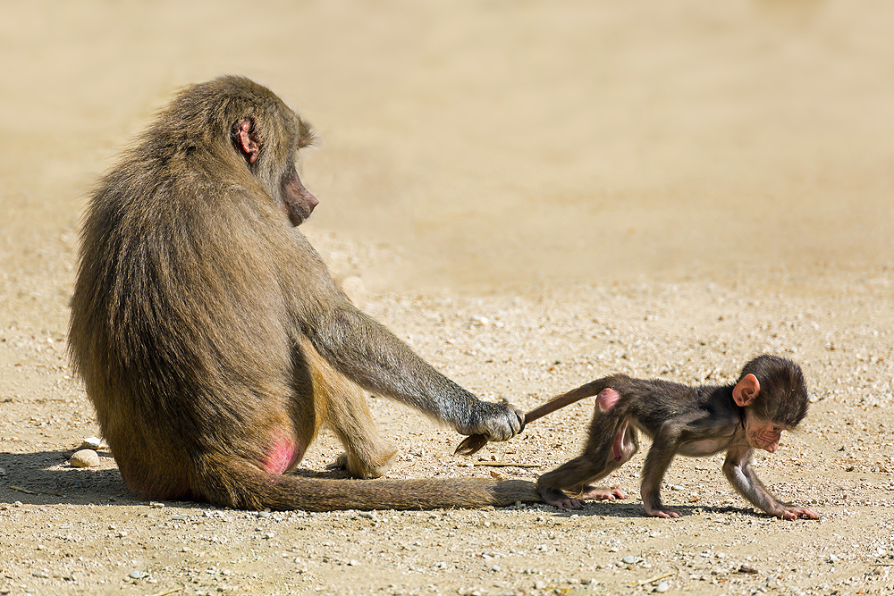 Mama hat alles im Griff