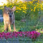 Mama hat gesagt, diese Blumen sind für uns :-)