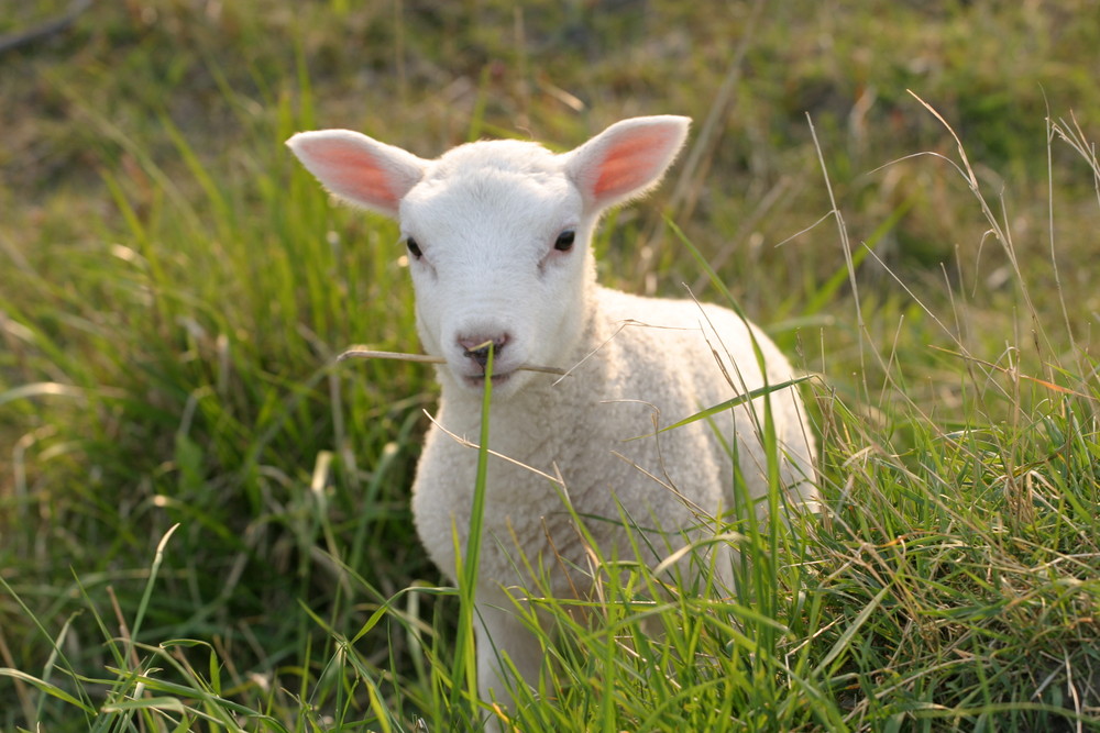 Mama hier bin ich