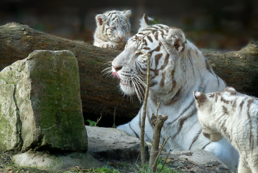 Mama, hier bin ich.