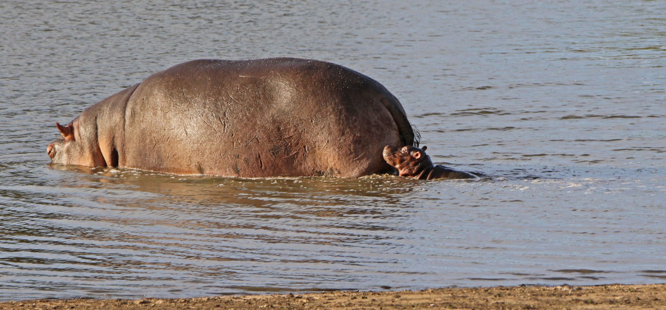 Mama Hippo