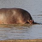 Mama Hippo