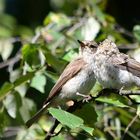 Mama hör mal, der Typ fotografiert mich, darf der das ?