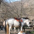 MAMA HORSE AND NEWBORN 3DAYS