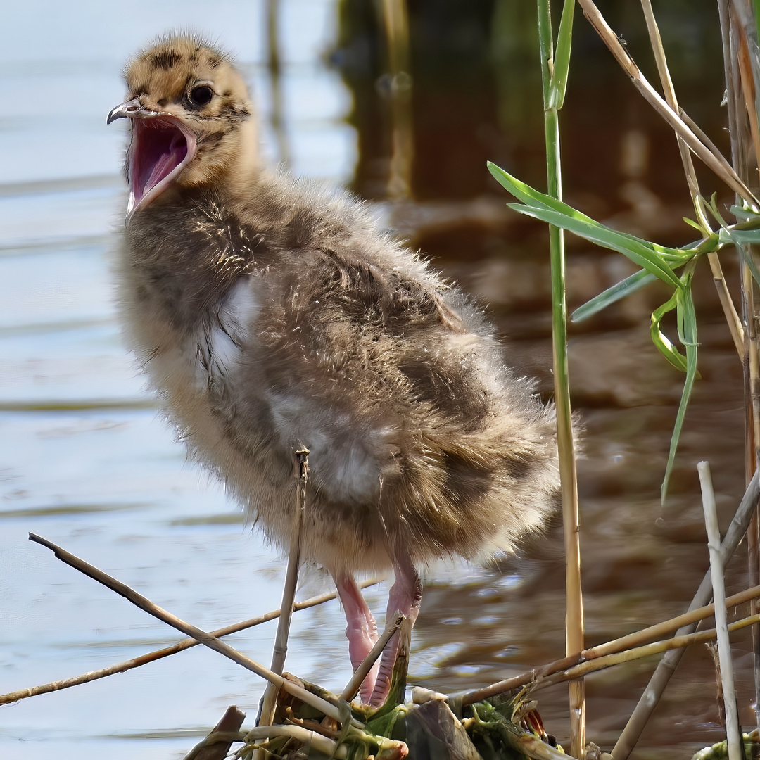 Mama! Hunger!