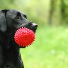 Mama ich hab den Ball....