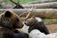 Mama : ich hab dich lieb