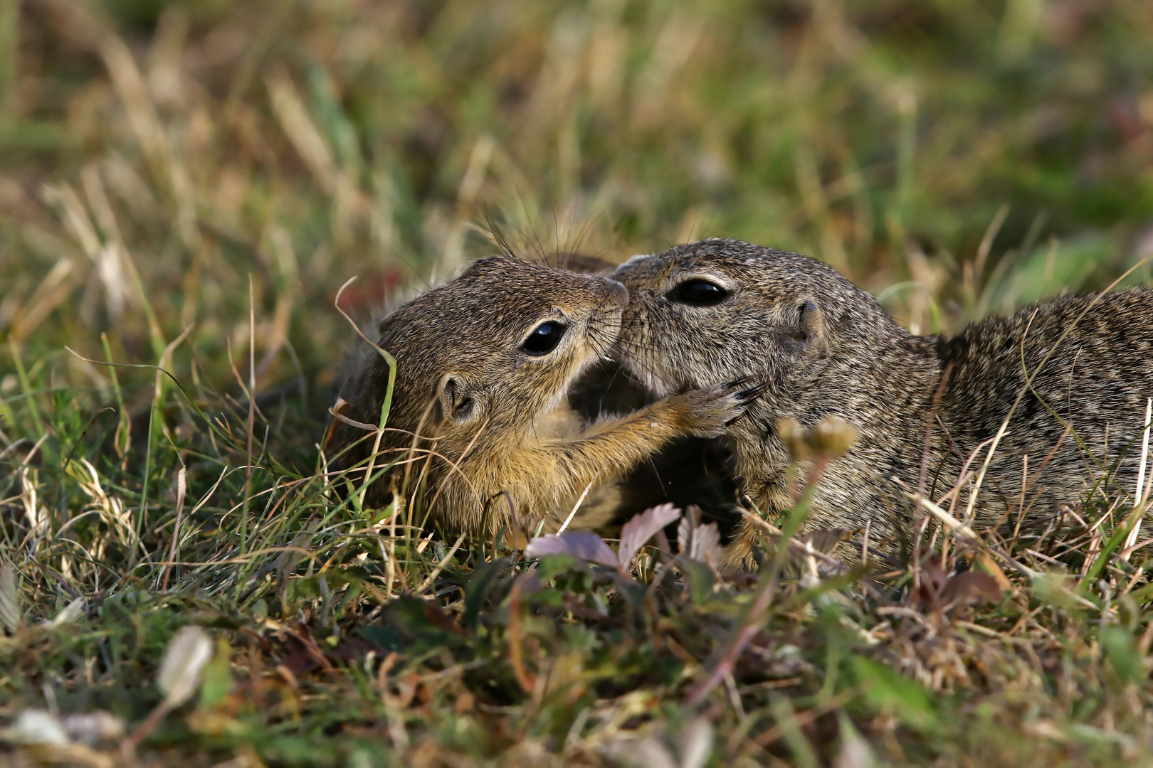 Mama, ich hab dich lieb.... Ziesel, wildlife 