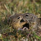 Mama, ich hab dich lieb.... Ziesel, wildlife 