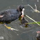 Mama, ich hab Hunger!