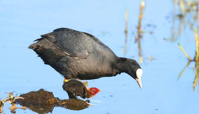 Mama, ich hab Hunger