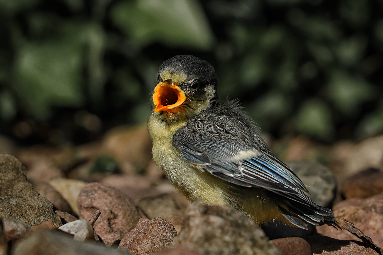 Mama, ich habe Hunger !!!