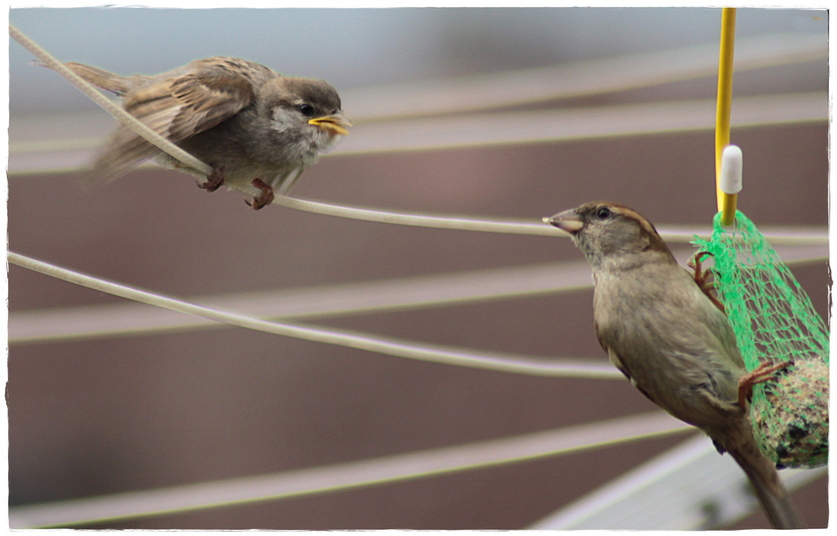 " MAMA, ICH warte !!! "