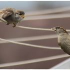 " MAMA, ICH warte !!! "