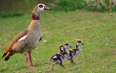 Mama & ihre drei Küken