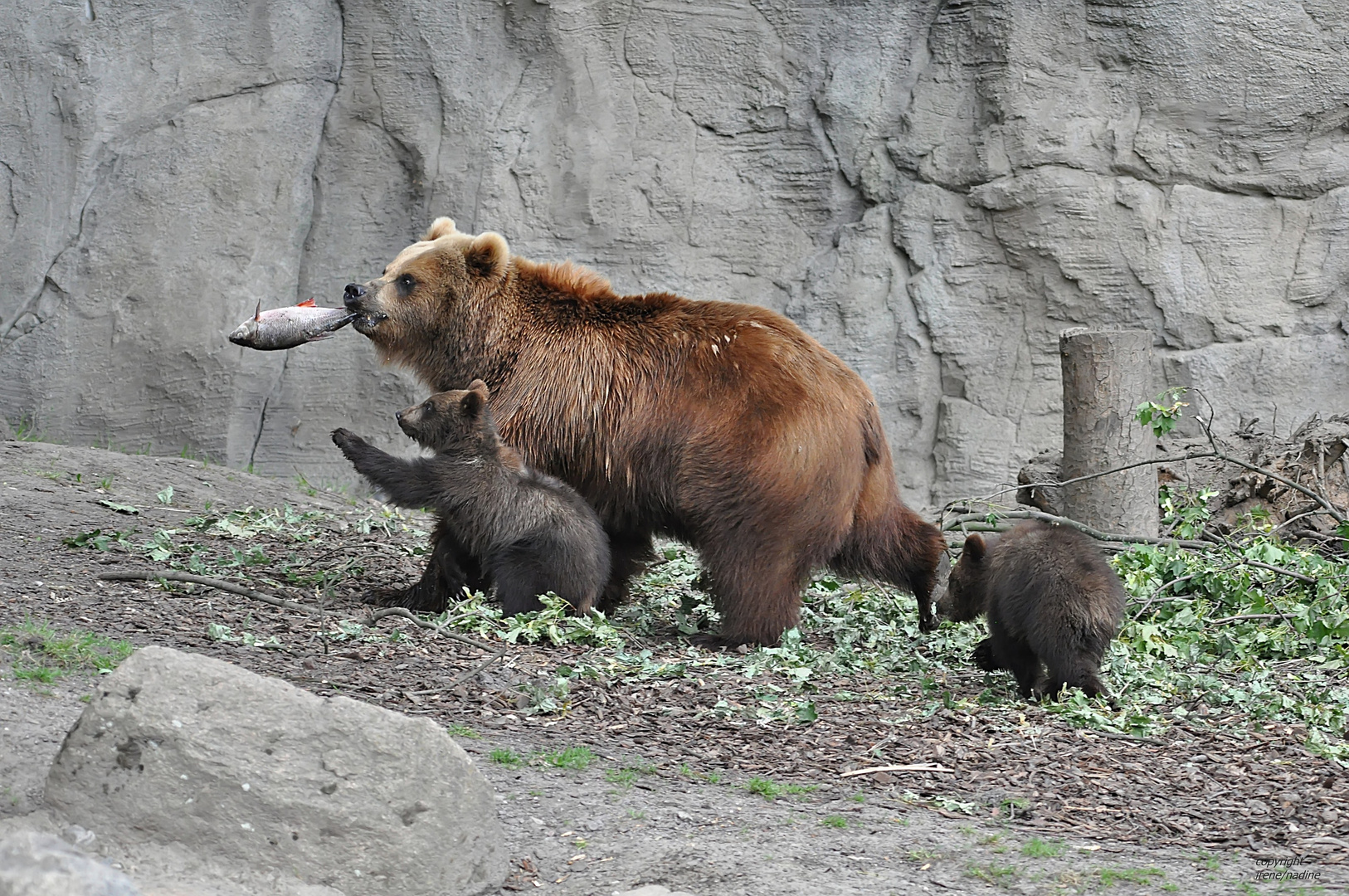 Mama & ihre Rabauken