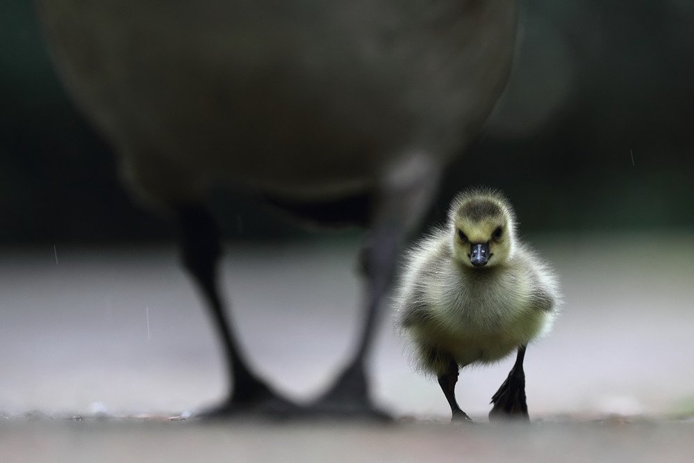 Mama ist der beste Regenschutz!