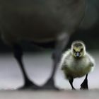 Mama ist der beste Regenschutz!