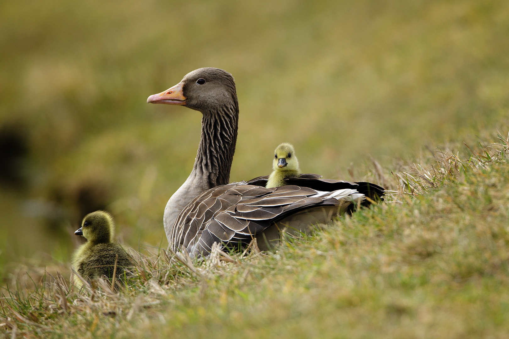 Mama... ist der schönste Platz zum Ausruhen !