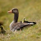 Mama... ist der schönste Platz zum Ausruhen !