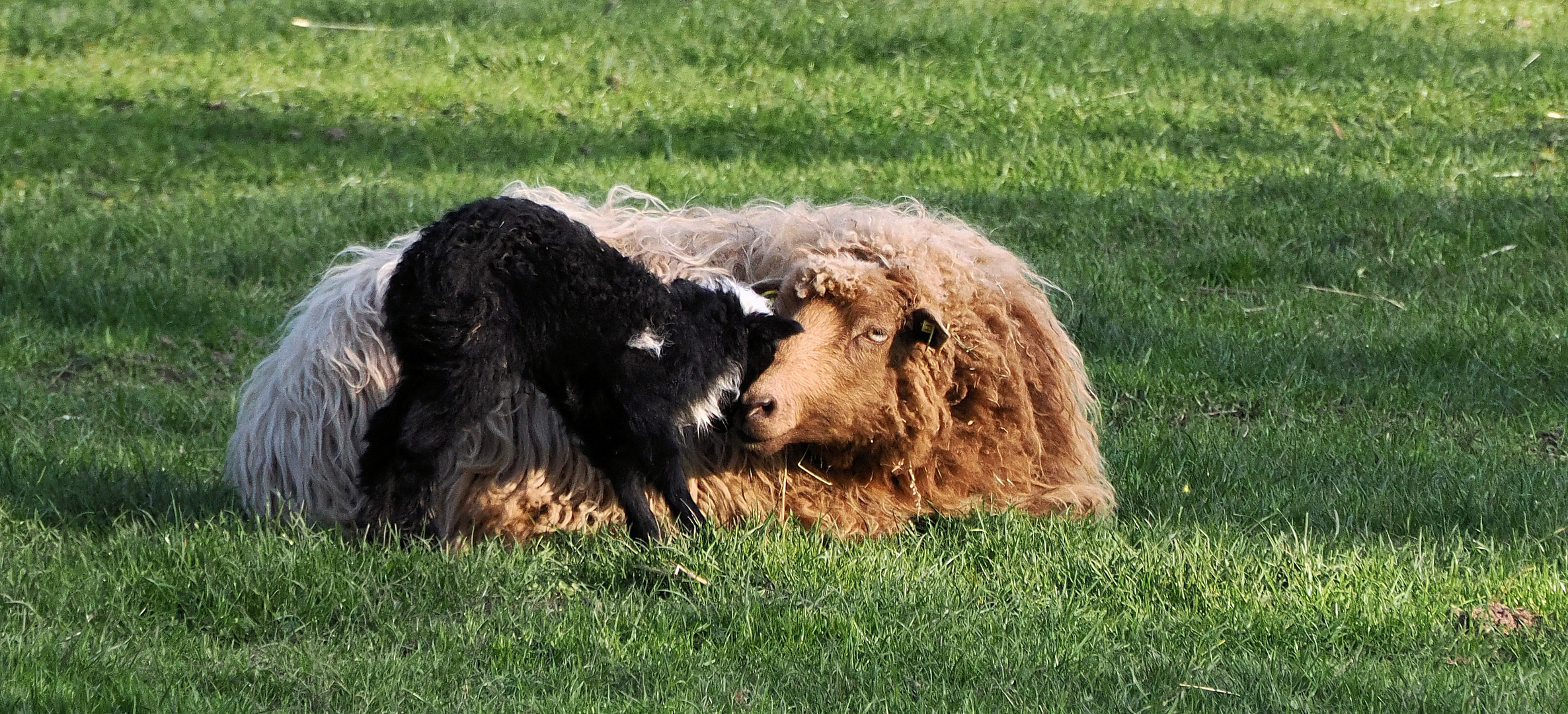 Mama ist die Beste …