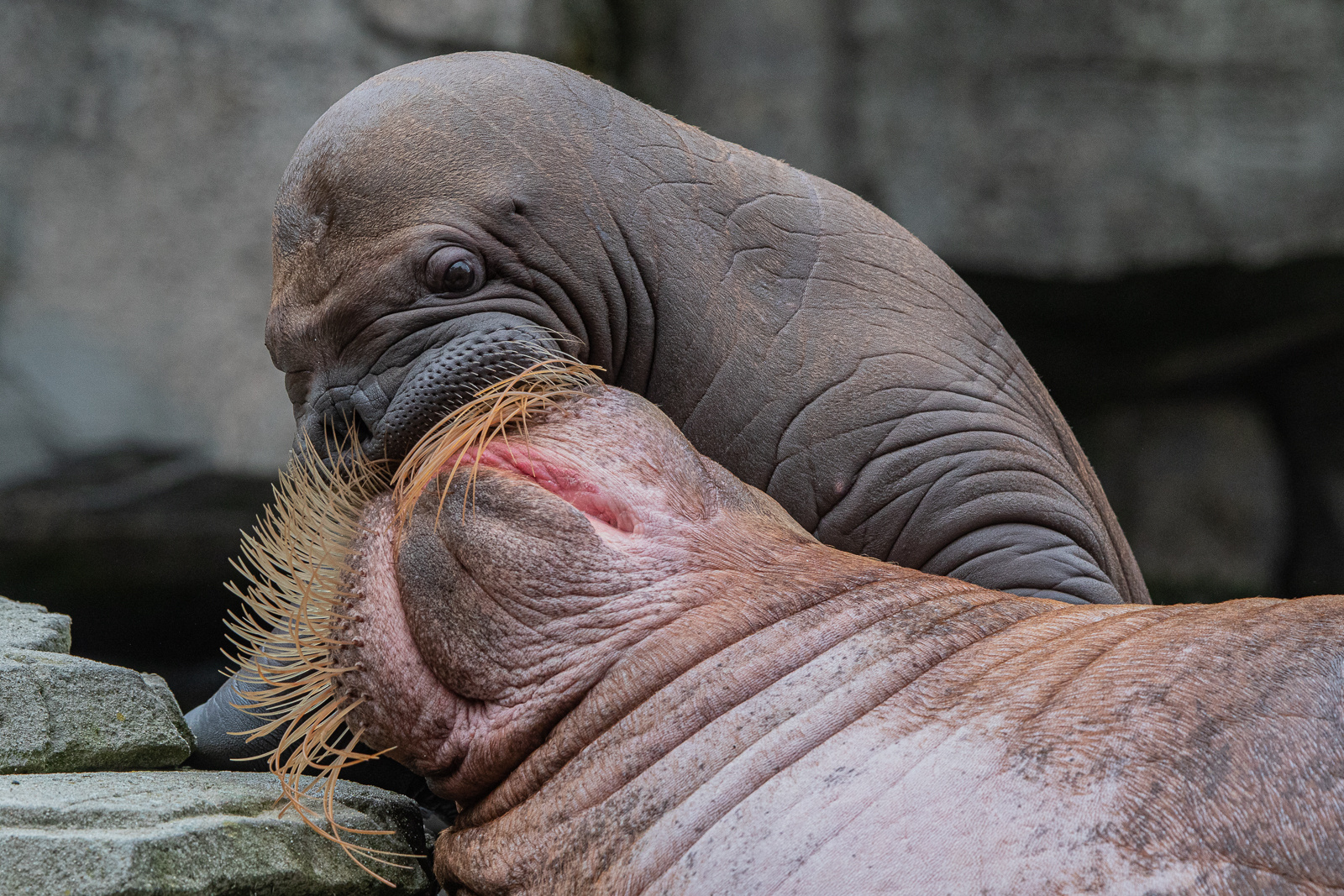 Mama ist die Beste! aus dem Tierpark Hagenbeck