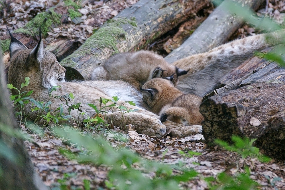 Mama ist die Beste!