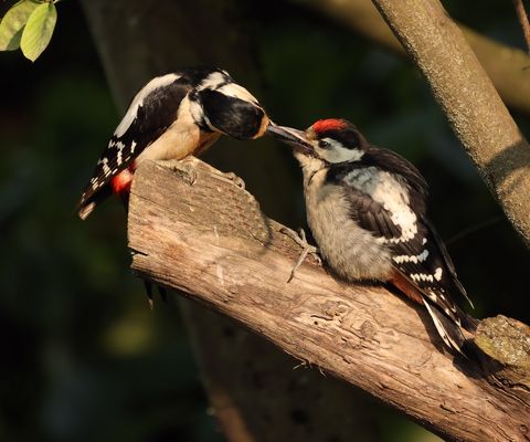 .*.*.*.* Mama ist die Beste .*.*.*.*