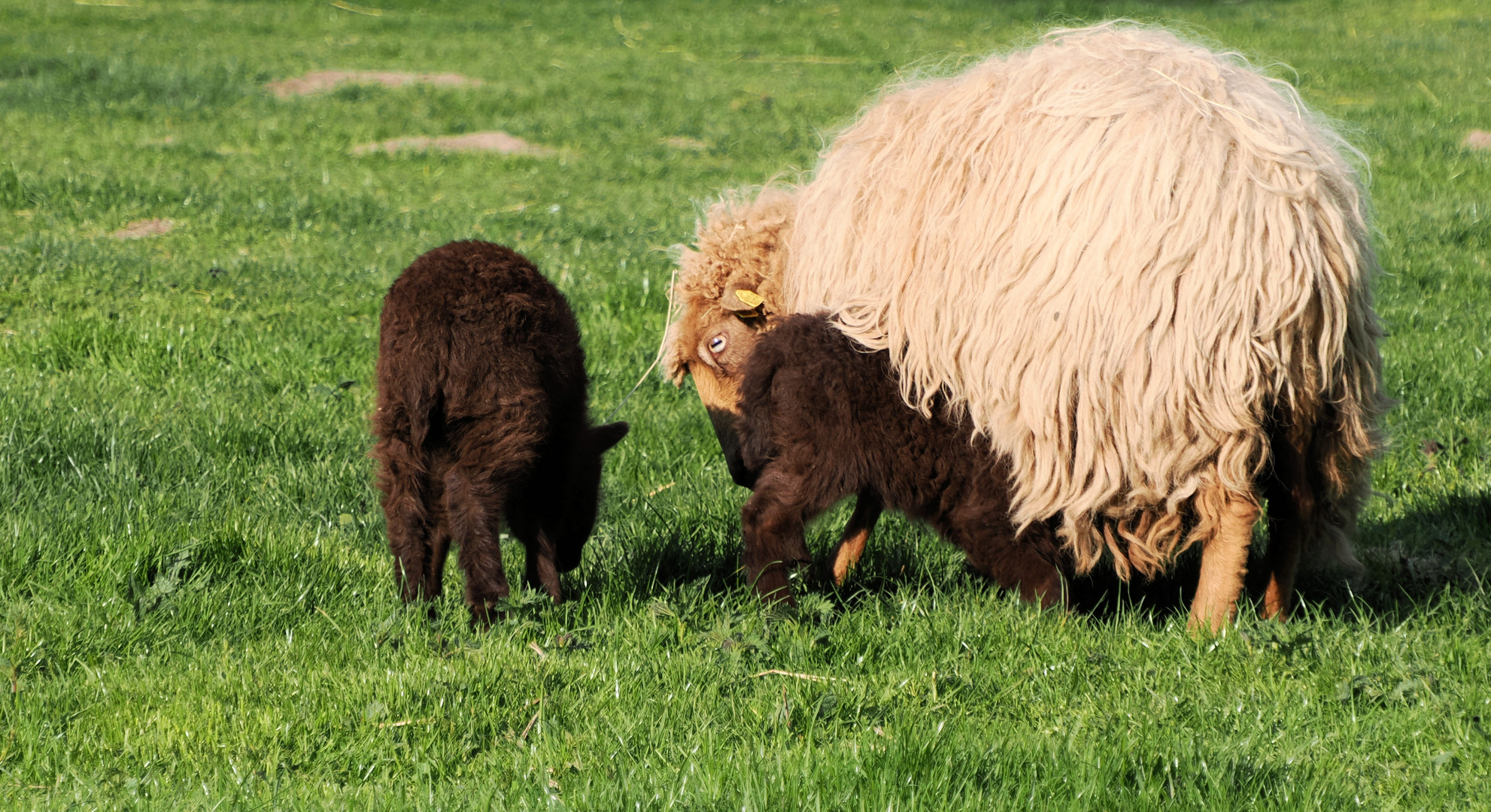 Mama ist eben die beste …