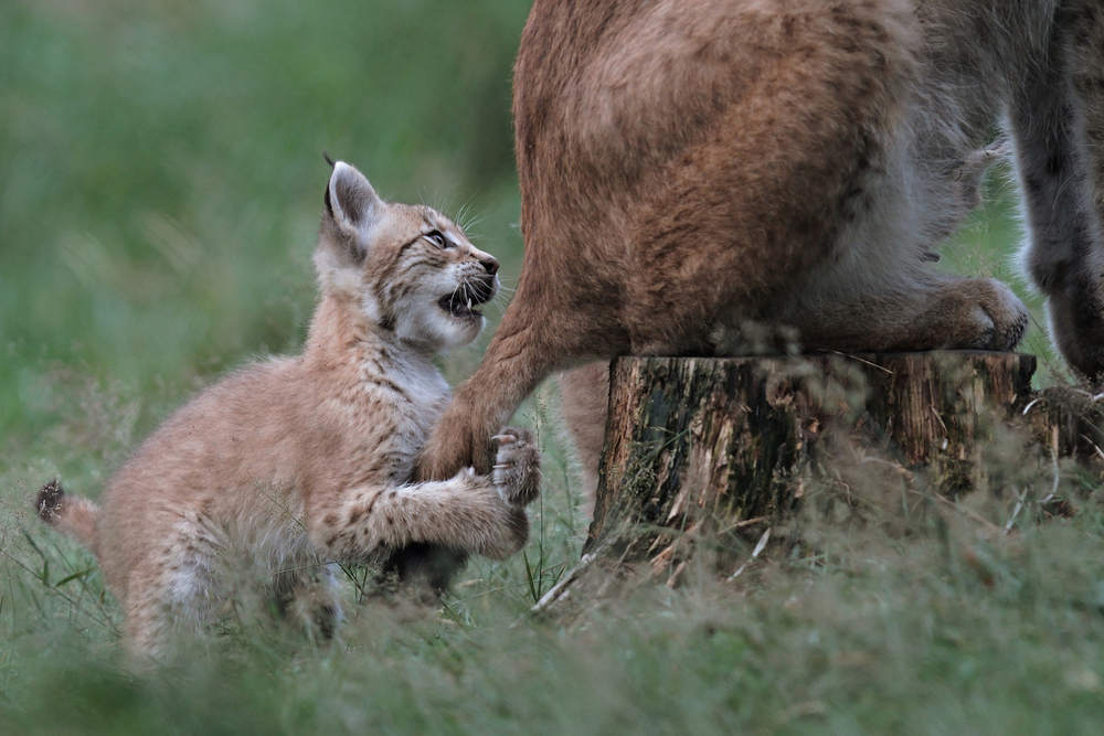 Mama ist ein feiner Spielplatz!