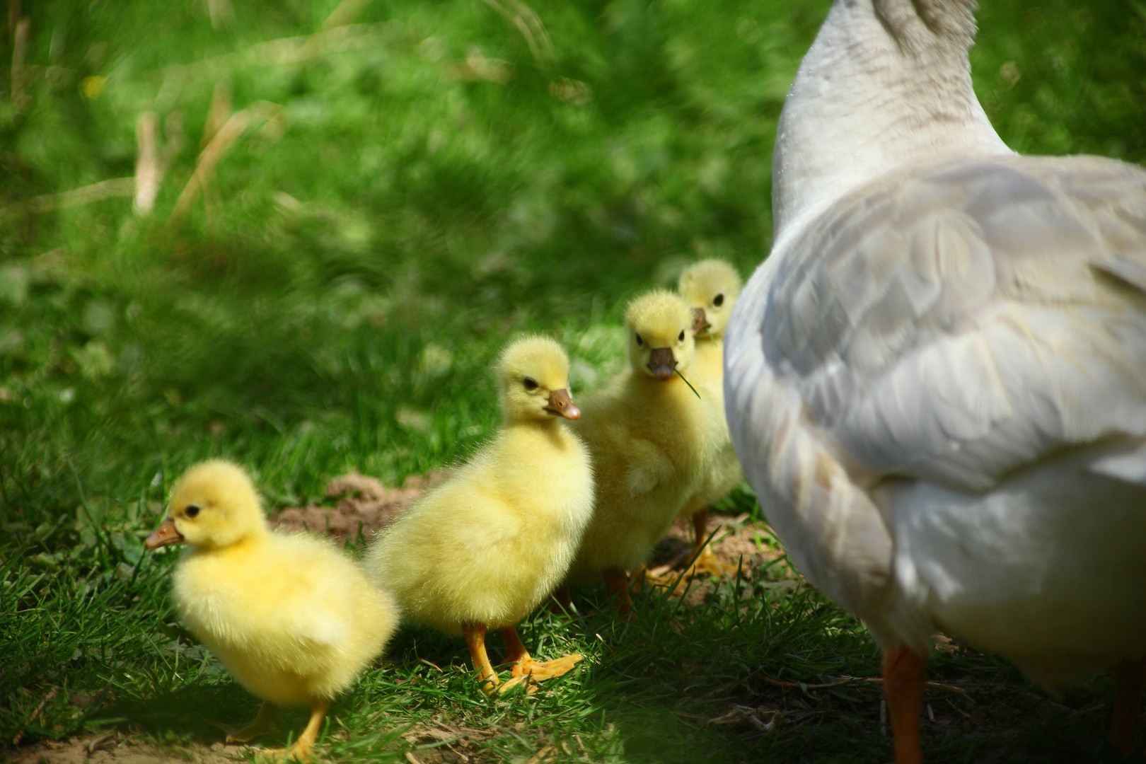 mama ist in der nähe......