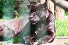 Mama Jaguar