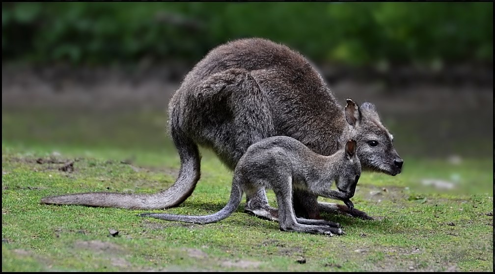 Mama KANGU & Baby RU !?!