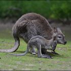 Mama Kangu & Baby Ruh