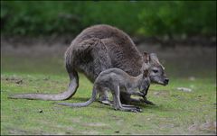 Mama Kangu & Baby Ruh