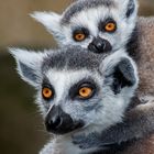 Mama Katti und Tochter Kattrinchen