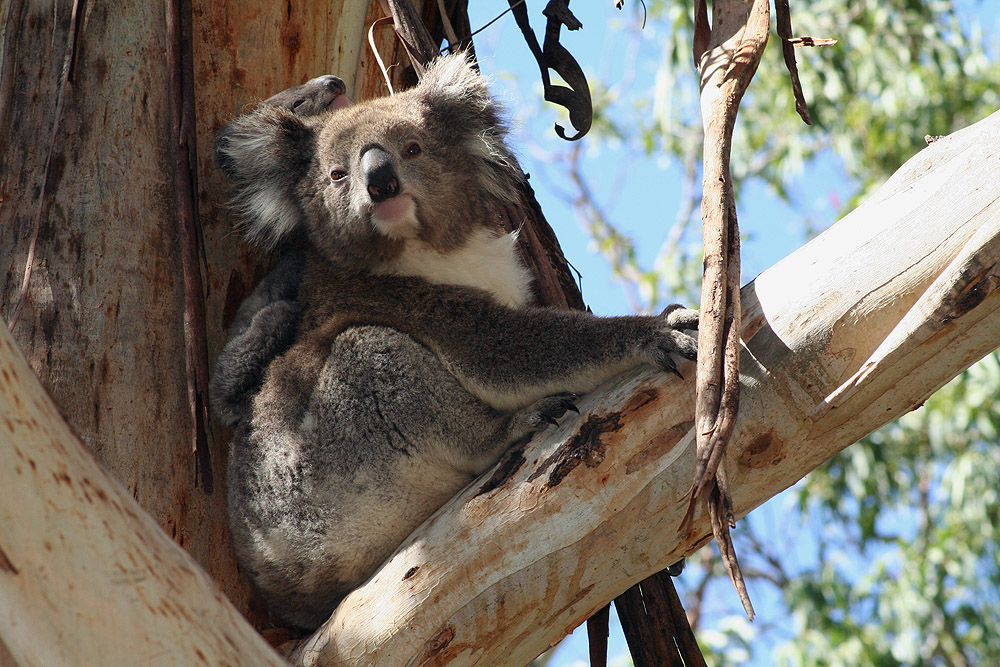 Mama Koala