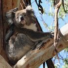 Mama Koala