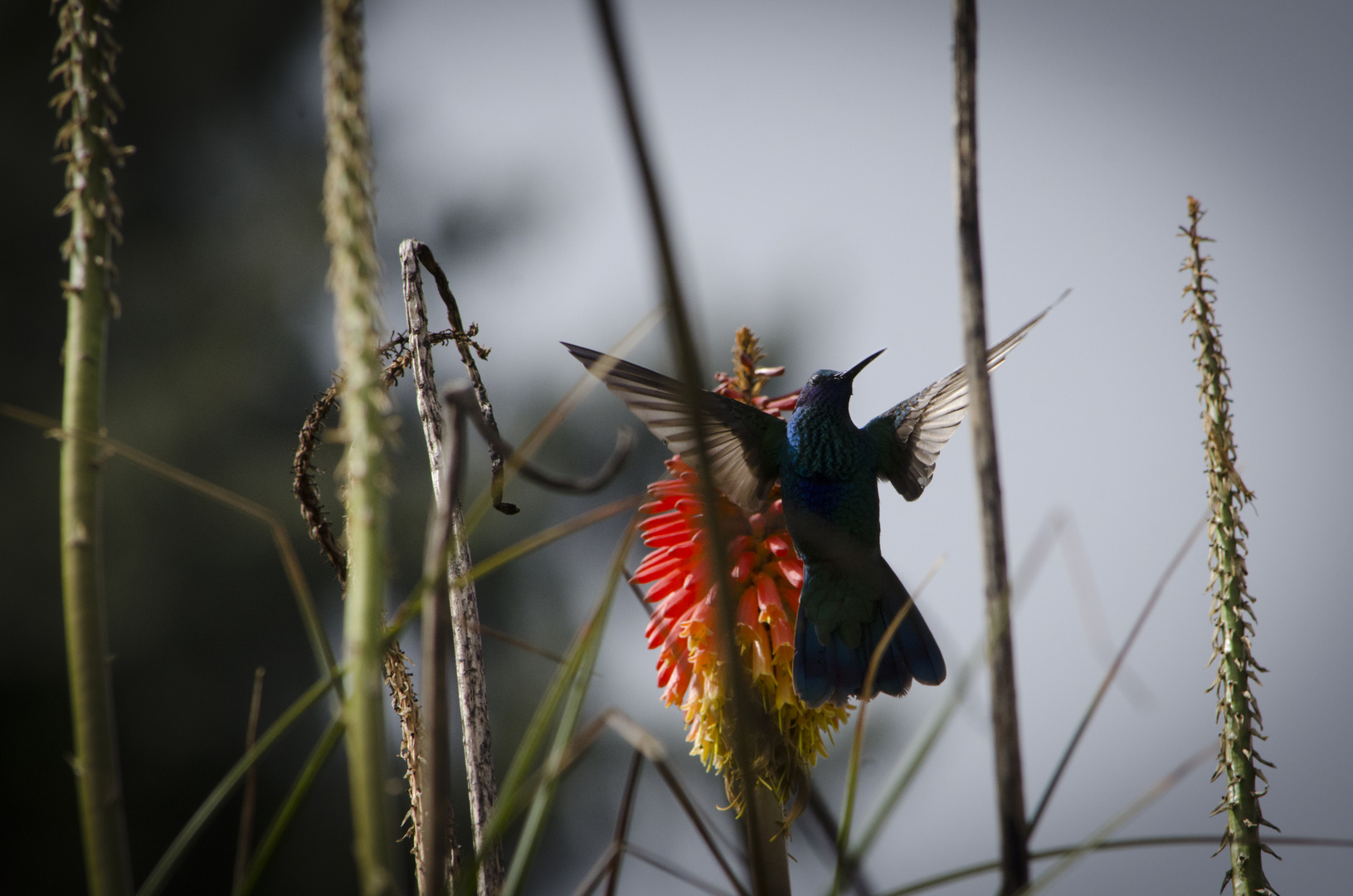 Mama Kolibri auf dem Weg zu den Kindern