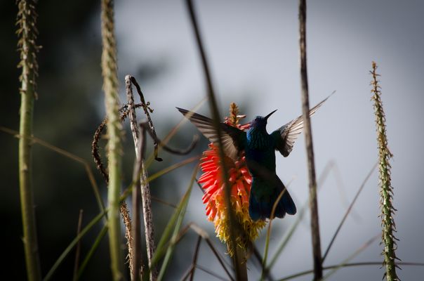 Mama Kolibri auf dem Weg zu den Kindern