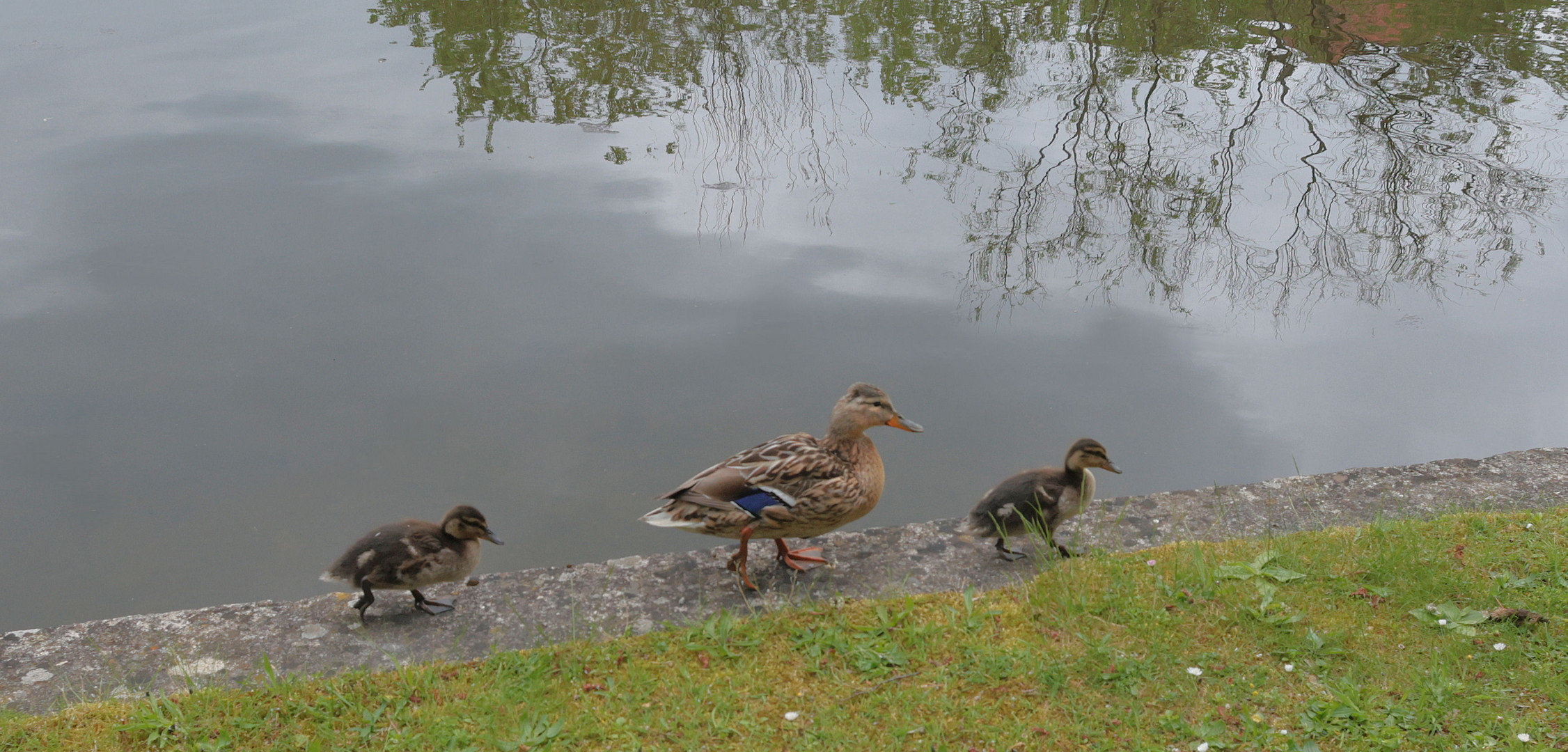 Mama ....... komm wir gehen baden ......